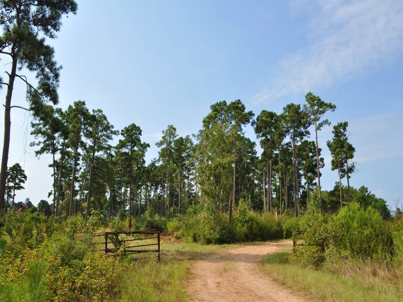 100 Acres Off Fm 230 : Trinity : Walker County : Texas