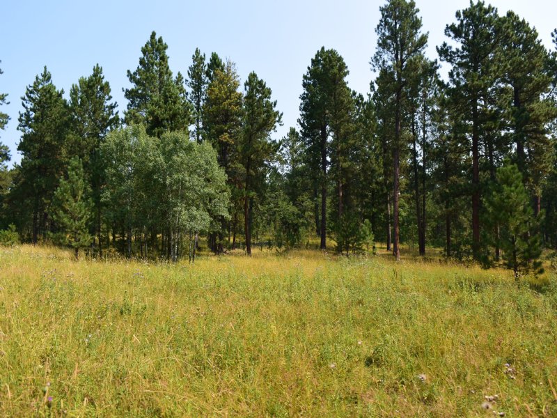 Mountain Cabin Sites Near Sundance, : Sundance : Crook County : Wyoming