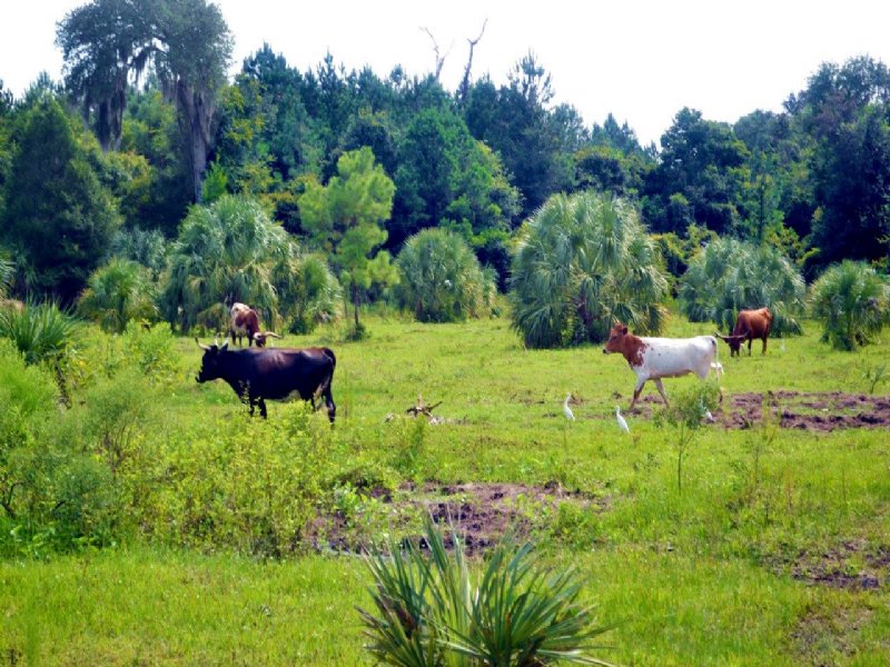 Cedar Key Hunting : Cedar Key : Levy County : Florida