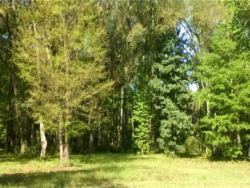 4.6 Acres Nice Wooded Lot : Meridian : McIntosh County : Georgia