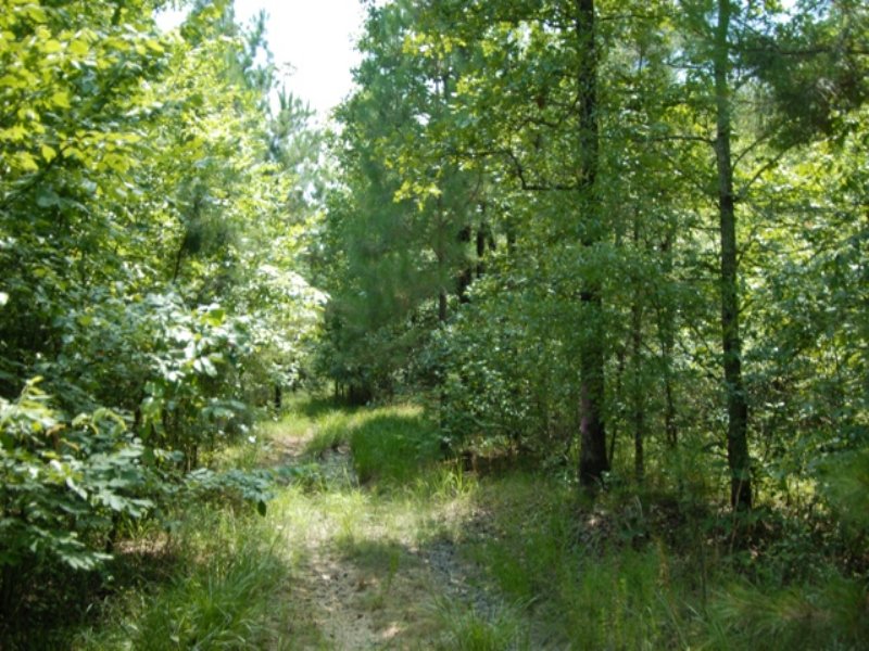 Deer Hunting Timberland for Sale : Redfield : Jefferson County : Arkansas