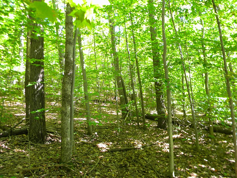Hunting Land Harvestable Maple : Richford : Tioga County : New York