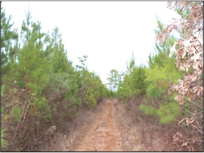 70.40 Acres Undeveloped Land : Oktibbeha County : Mississippi