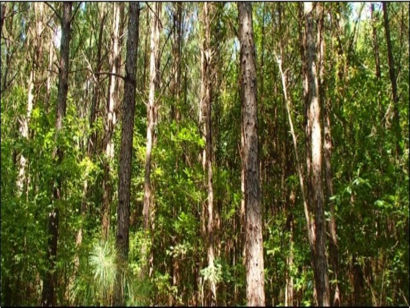 22.00 Acres Hunting Land : Starkville : Oktibbeha County : Mississippi