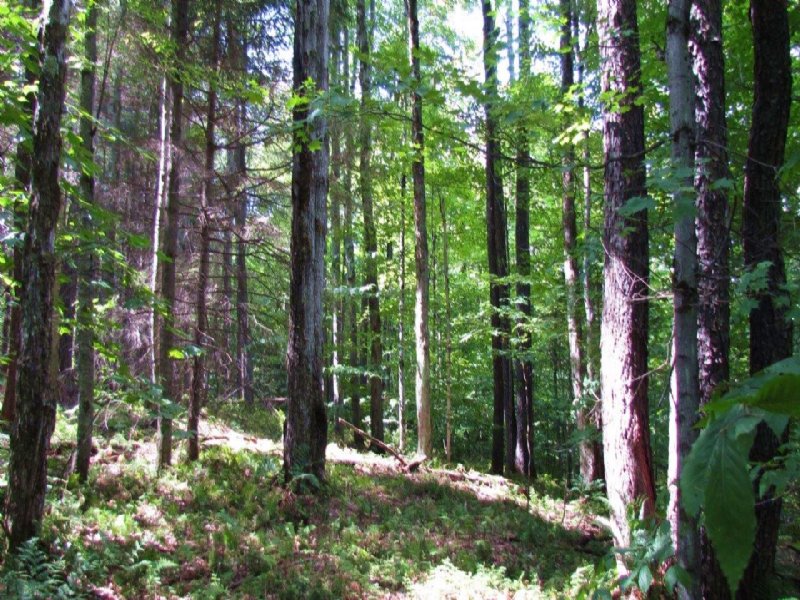 Land Borders State Forest 20 Acres : Pharsalia : Chenango County : New York