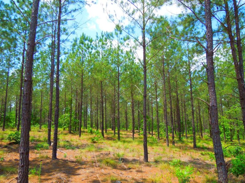 Lupien Revocable Trust Tract : Jackson Springs : Moore County : North Carolina