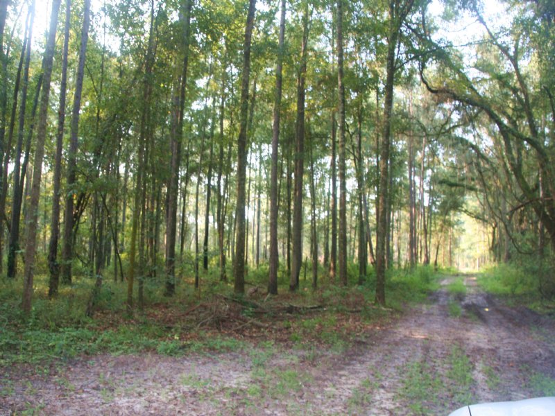 The Davis Farm : Arlington : Early County : Georgia