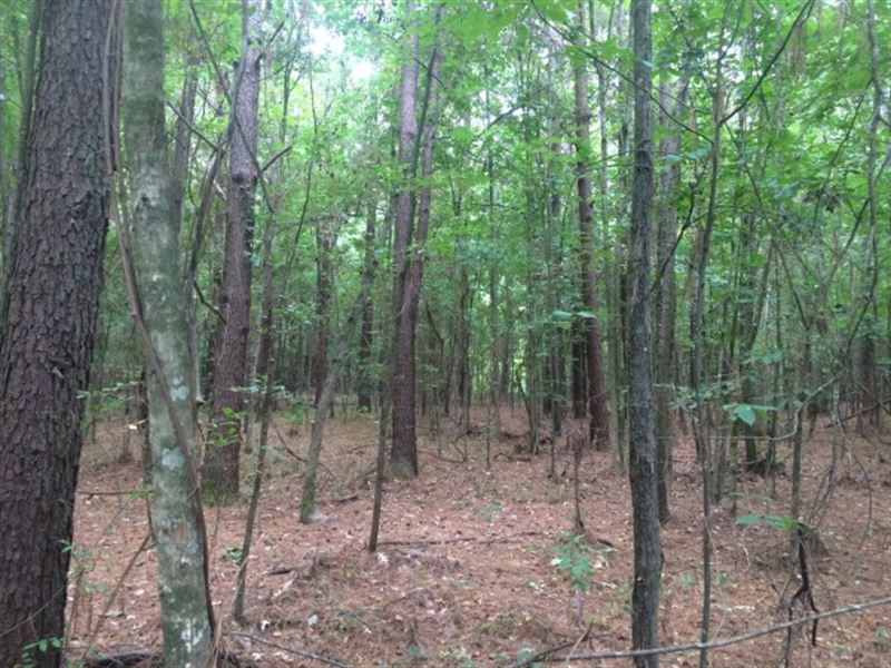 Timberland, Hunting Land for Sale : Morton : Scott County : Mississippi
