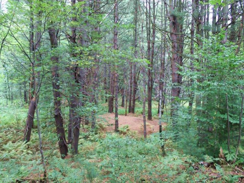 Hunting Land Near State Land 14 Ac : Amboy : Oswego County : New York