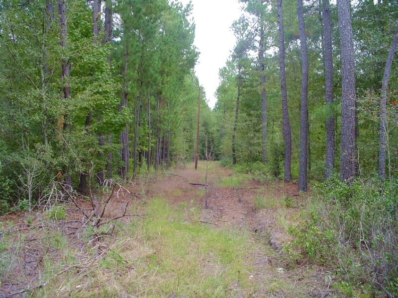 Log Cabin Tract : Walterboro : Colleton County : South Carolina