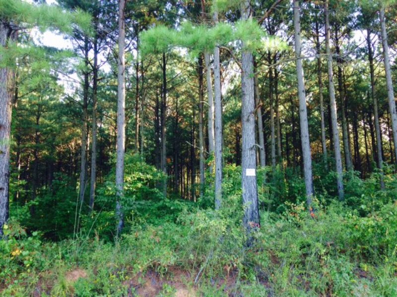 15 +/- Wooded Acres, Buchanan : Buchanan : Haralson County : Georgia