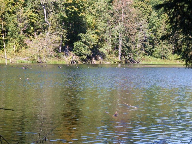 Waterfront Land On Owl Pond 18 Ac : Hermon : Saint Lawrence County : New York