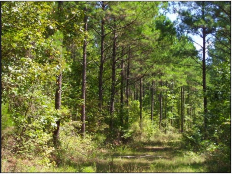 376.00 Acres Recreation Land : Philadelphia : Neshoba County : Mississippi
