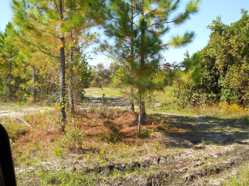 Hunting Land Vendor Finance Avail : Perry : Taylor County : Florida