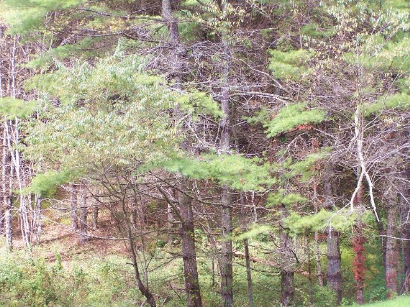 Building Tract in Gated Community : Woodlawn : Carroll County : Virginia