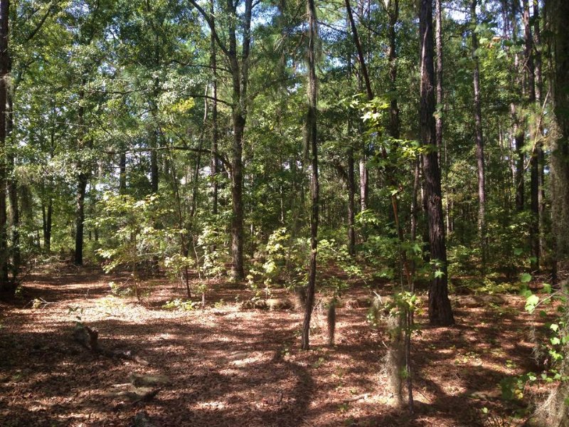 Nice Homesite Minutes From Town : Jesup : Wayne County : Georgia