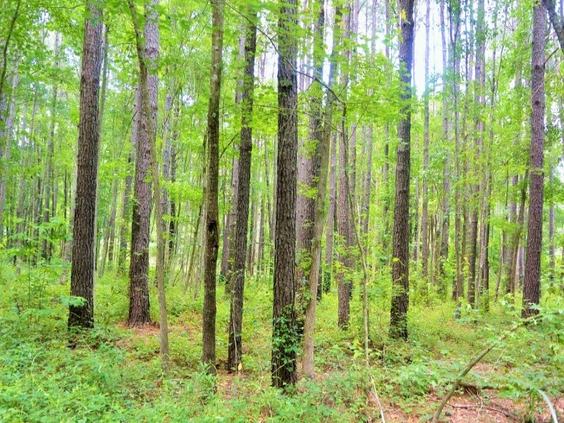 National Forest Homesite : Jamestown : Berkeley County : South Carolina