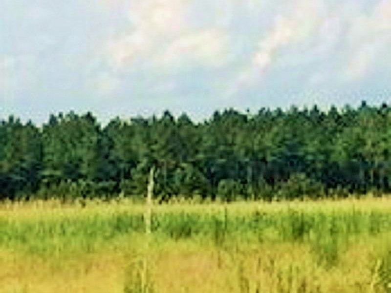 Recreational Timber Investment in C : Dothan : Columbus County : North Carolina