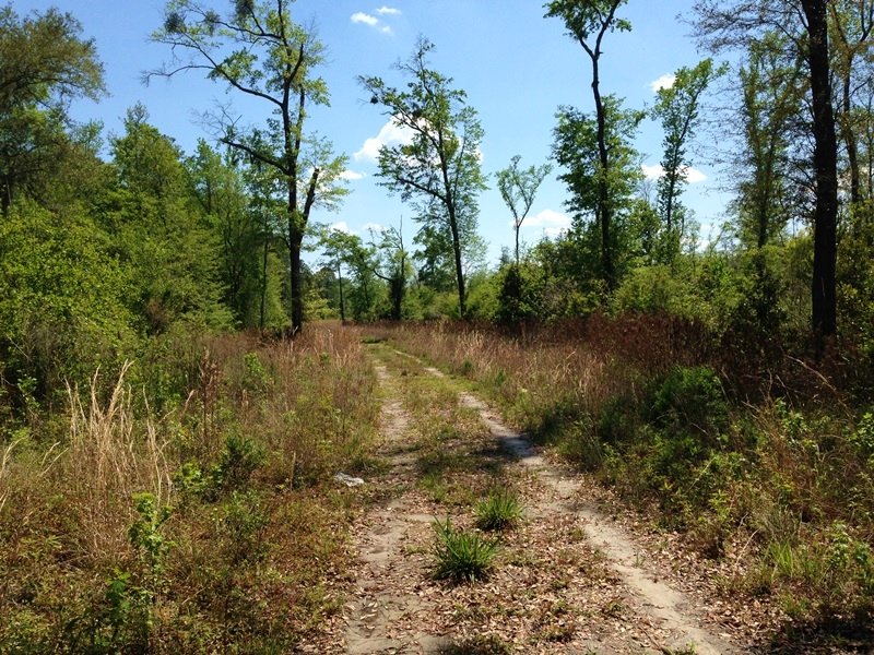 Waverly Recreational Timberland : Waverly : Camden County : Georgia