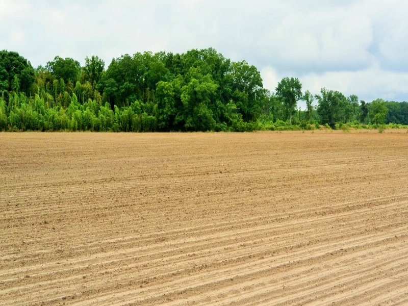 Effingham Agricultural Homesite : Effingham : Florence County : South Carolina