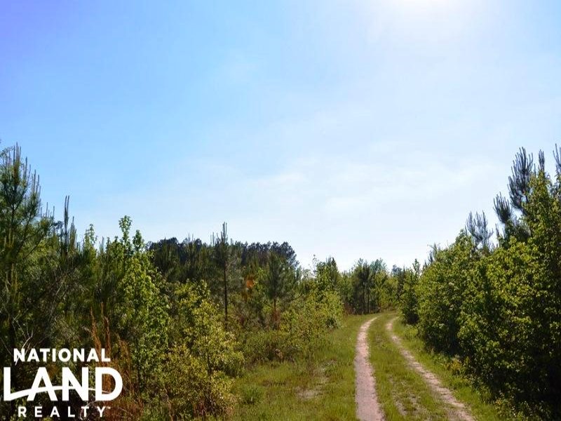 Pine Timber & Recreational Investme : Manning : Clarendon County : South Carolina
