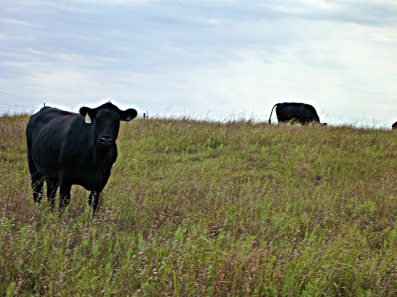 Sandstone Prairie Ranch : Steele City : Jefferson County : Nebraska