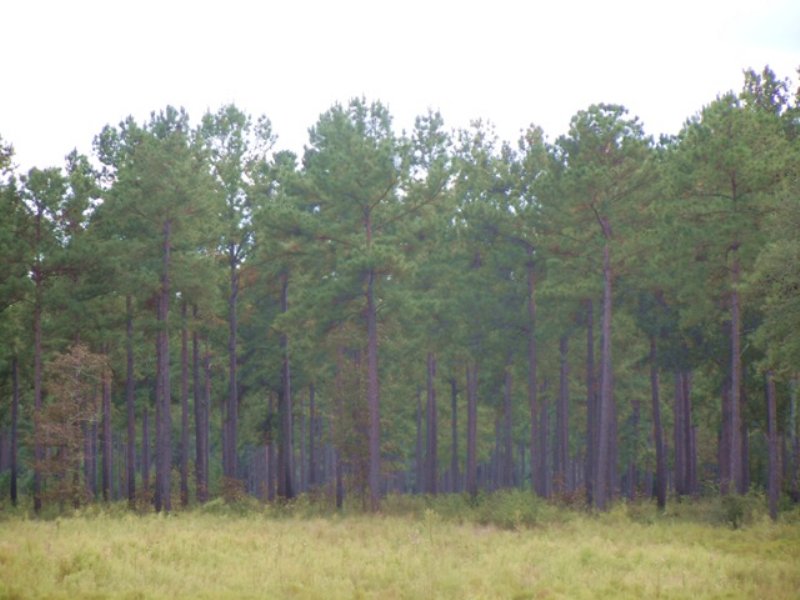 Rock Creek Plantation : Newton : Baker County : Georgia