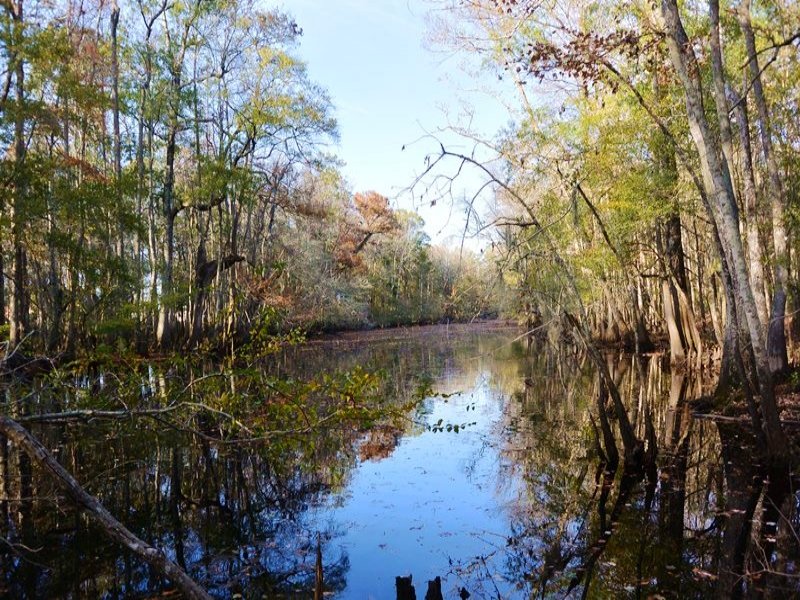 Lake Swamp Recreational Land : Johnsonville : Florence County : South Carolina