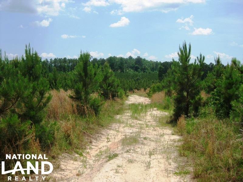 Winnsboro Recreational Timber Tract : Winnsboro : Fairfield County : South Carolina
