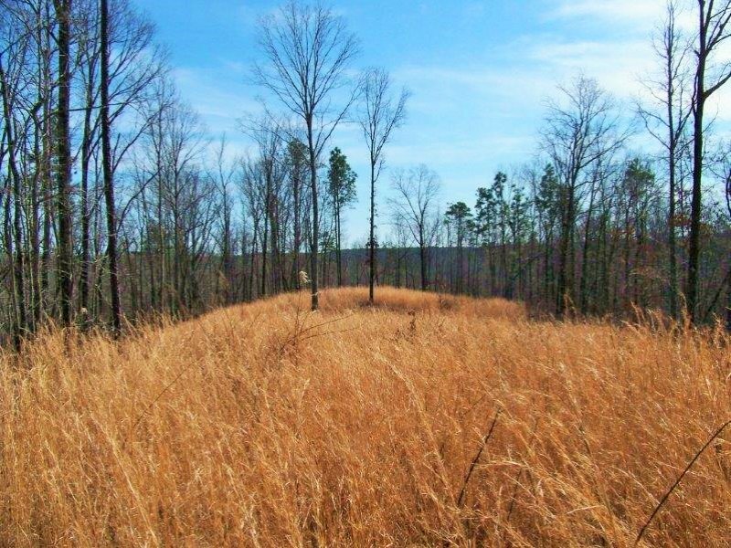 Recreational Timber Tract : Sylacauga : Coosa County : Alabama