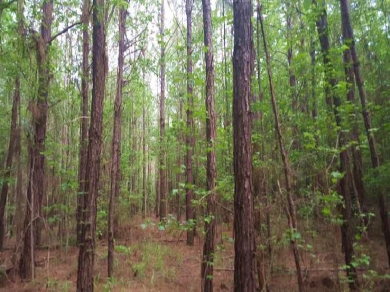40 Acre Recreational Hunting & Timb : Rutledge : Crenshaw County : Alabama