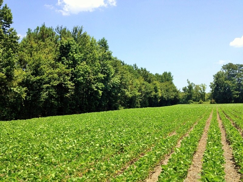 Green Sea Agricultural Homesite : Green Sea : Horry County : South Carolina