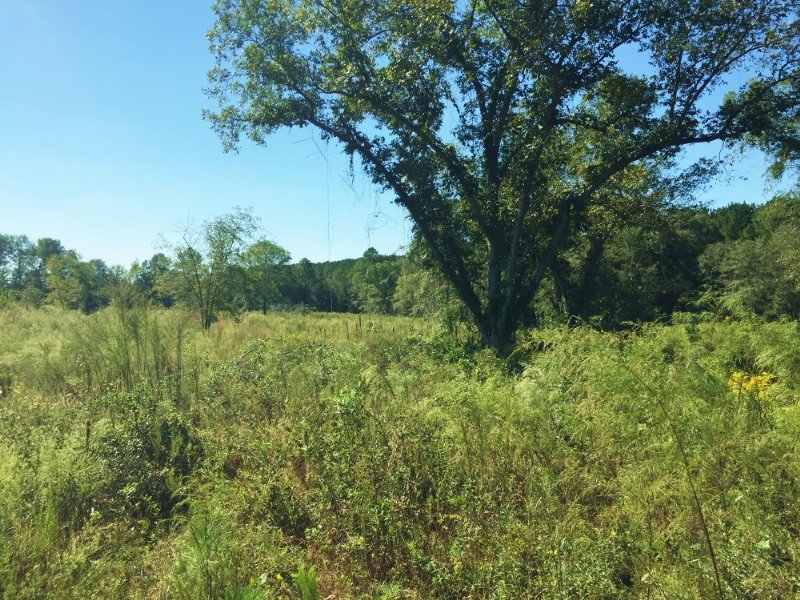 Lyons Recreational Homesite : Lyons : Toombs County : Georgia