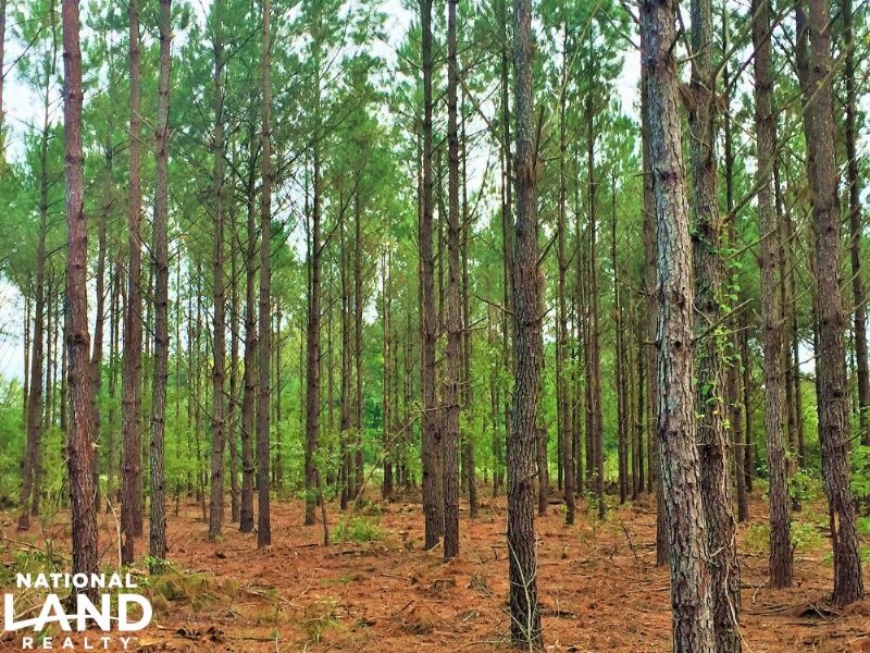 Highway 52 Recreational Investment : Coward : Florence County : South Carolina