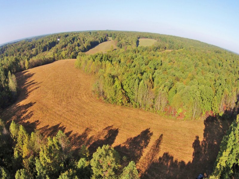 78 Acres On Reece Branch : Centerville : Hickman County : Tennessee