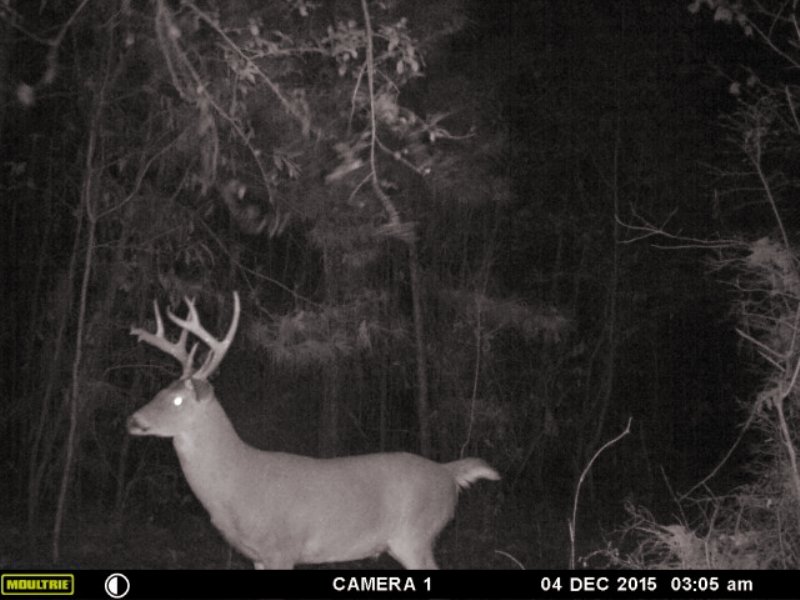 20.00 Acres Hunting Land, Timber : Smithdale : Amite County : Mississippi