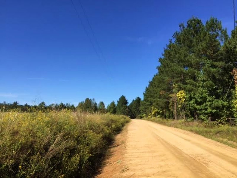 Small Tract Loaded with Big Timber : Harrison : Washington County : Georgia