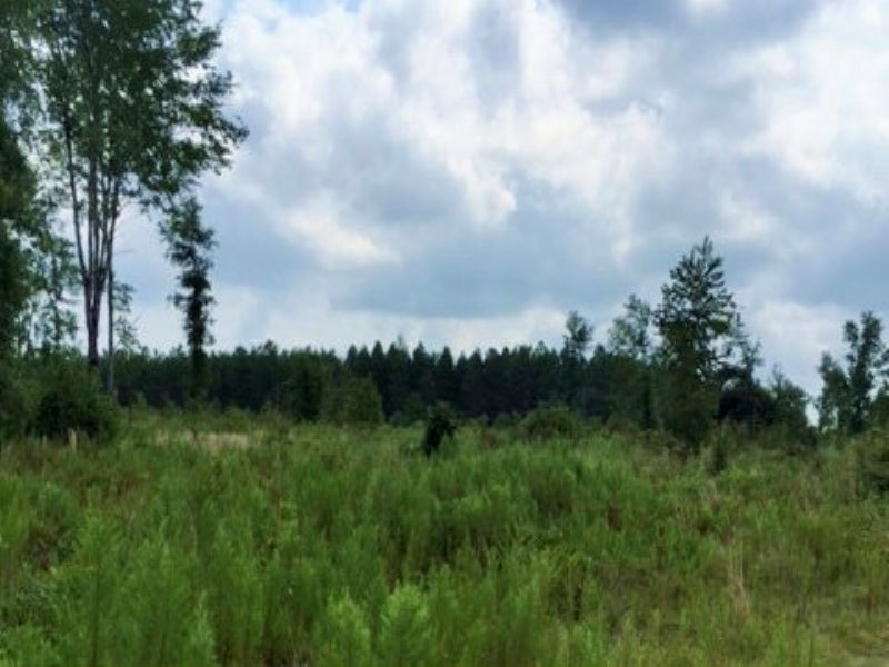 40 Acres : Jasper : Hamilton County : Florida