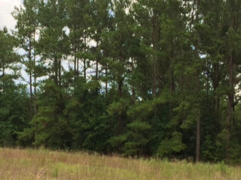 5 Acre Homesite : Jasper : Hamilton County : Florida