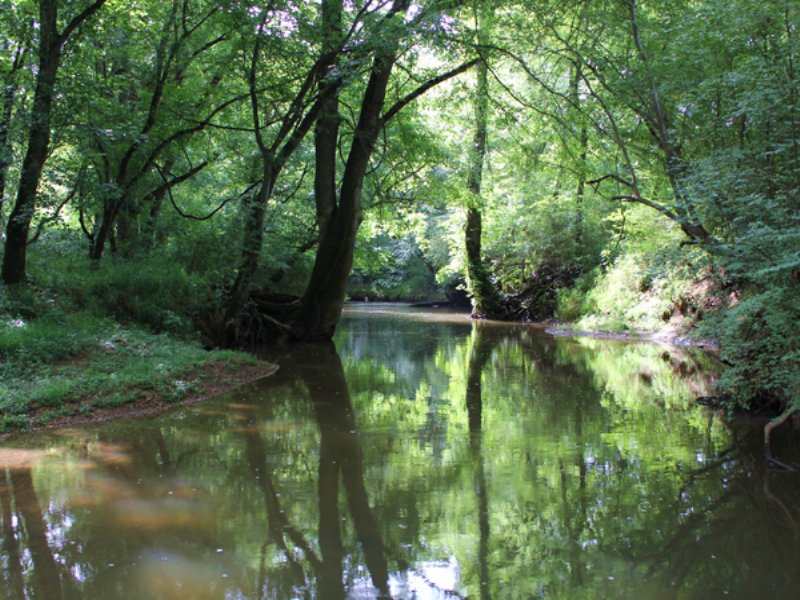 195 Acres for Sale : Trion : Walker County : Georgia