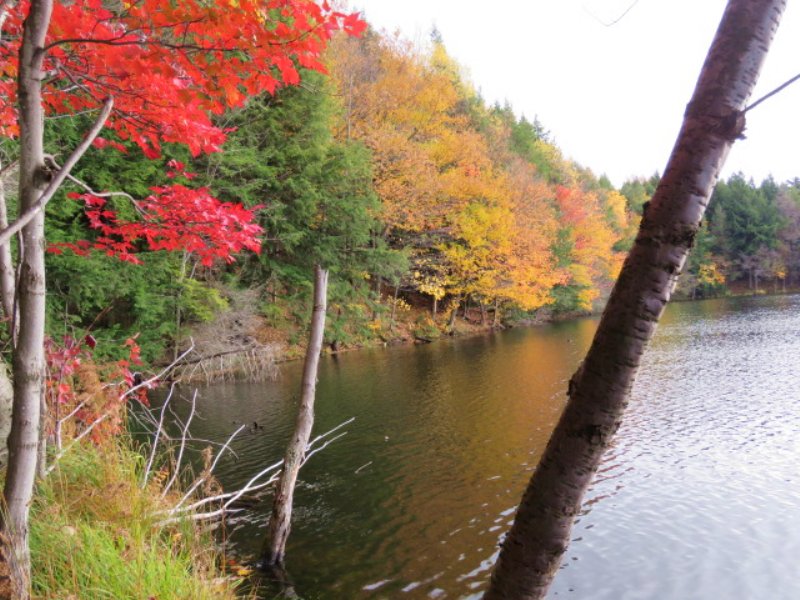 Paradise On Beaver Meadow Lake Land for Sale in Smyrna, Chenango