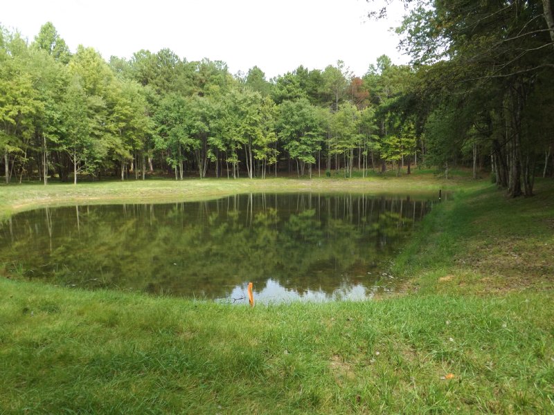 6 Acres with Pond : Spotsylvania : Spotsylvania County : Virginia