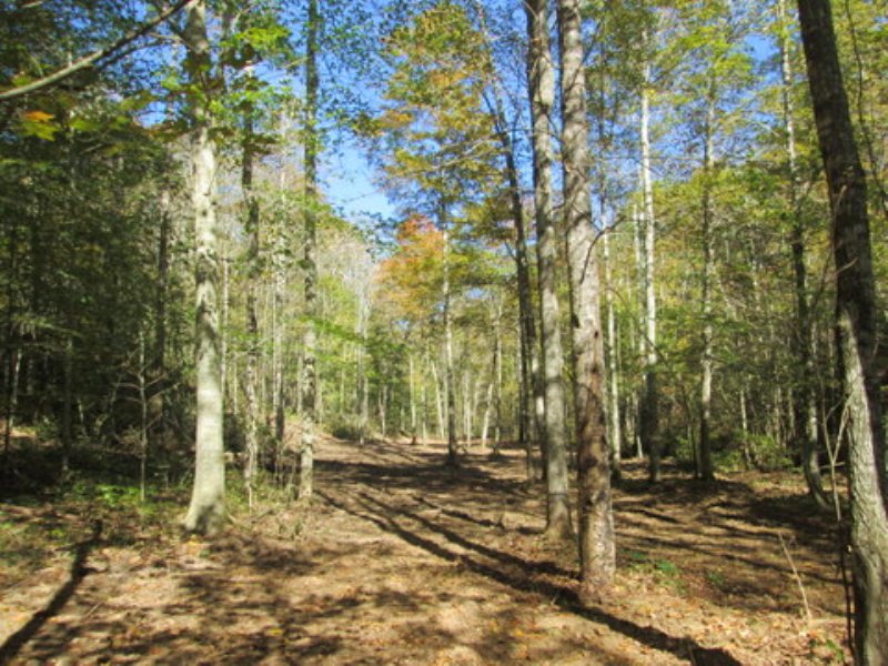 31.99 Wooded Acres : Columbia : Adair County : Kentucky