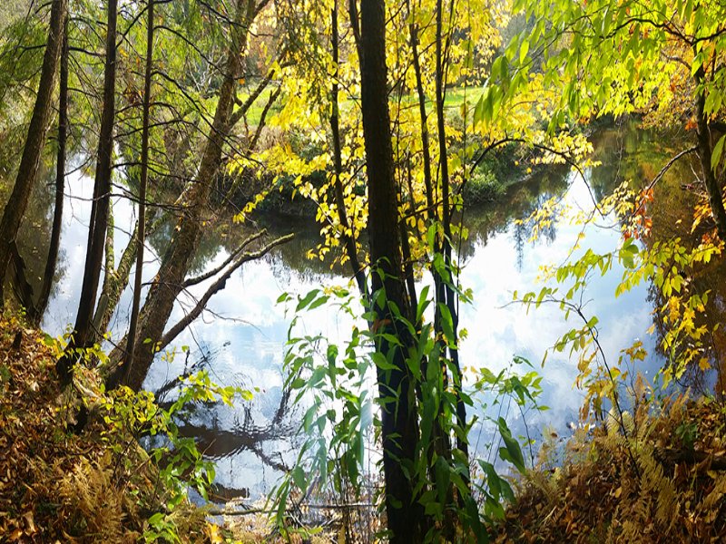Cabin On The Little Salmon River : Mexico : Oswego County : New York