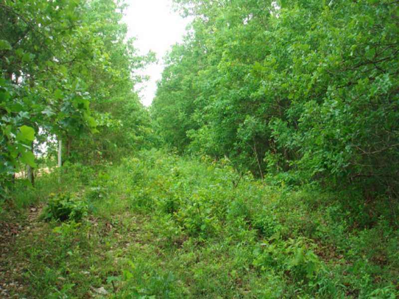 5 Acres Whispering Oaks Ranch : Houston : Texas County : Missouri