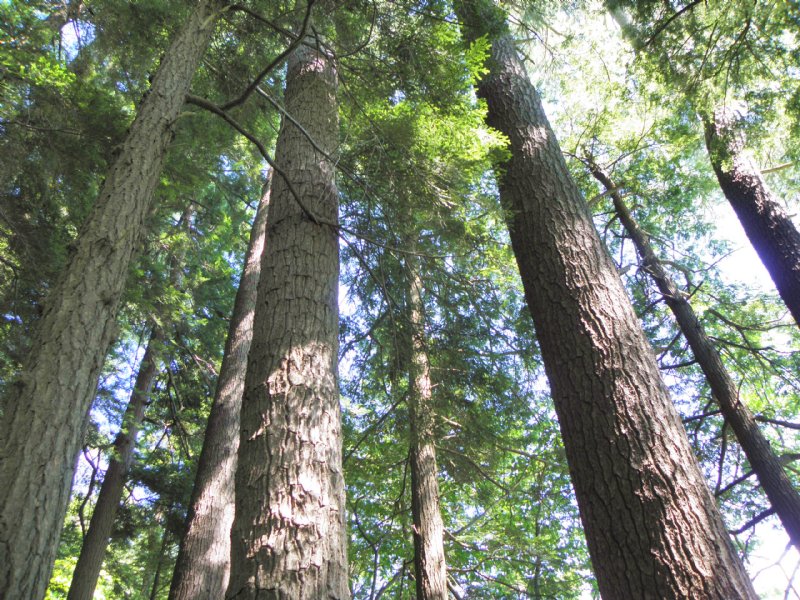 Sears Meadow Forest : Ashfield : Franklin County : Massachusetts