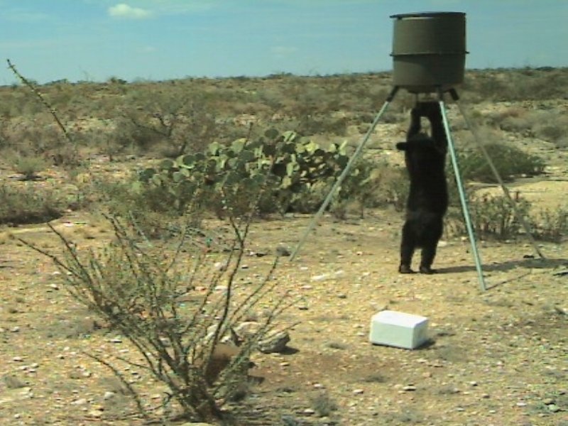 Trans Pecos Hunting Land with Well : Sanderson : Brewster County : Texas