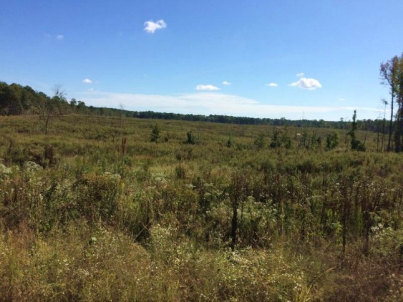 Hunting Land for Sale Choctaw Co, M : McCool : Choctaw County : Mississippi
