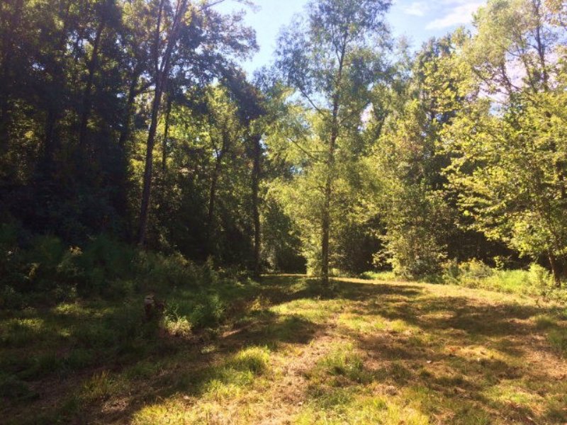 225.00 Acres Hunting Land, Timber : Woodville : Wilkinson County : Mississippi