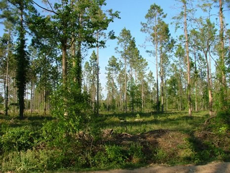 13.6 Acres : Metter : Candler County : Georgia